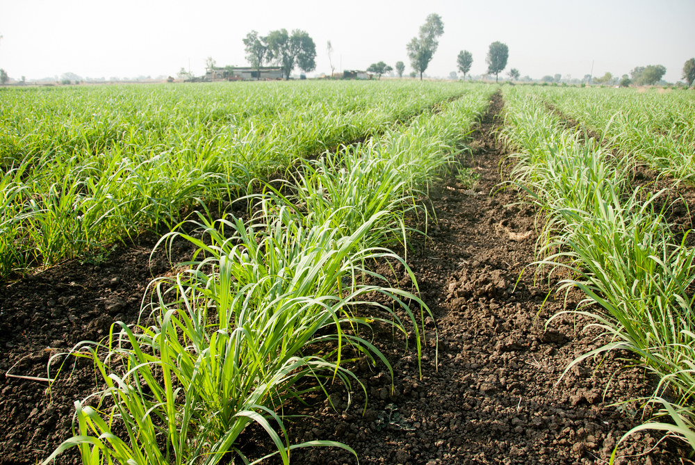 india agriculture