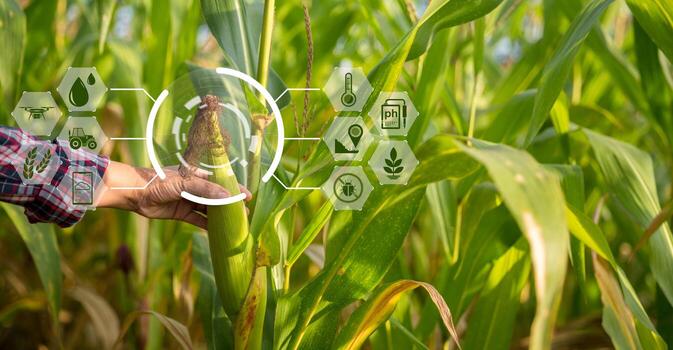 farmer in corn field using digital tablet for smart farming innovation technology for smart farm system agriculture management concept of smart farming modern agricultural business photo